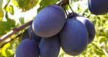 JAVNI poziv za odabir korisnika za revitalizaciju voćnjaka šljive na području općine Prozor-Rama za  sadnju 2022. godine